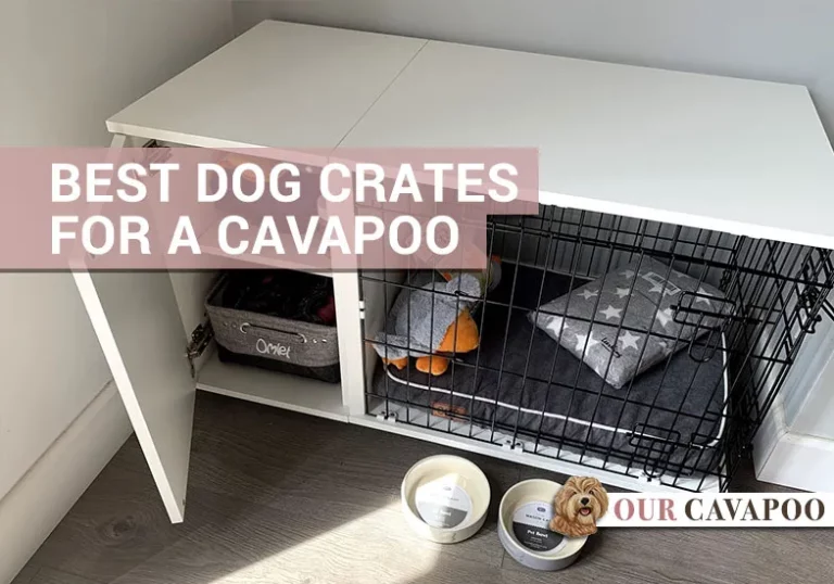 What Size Crate for a Cavapoo