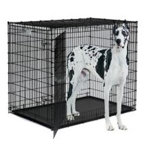 What Size Crate for Great Dane