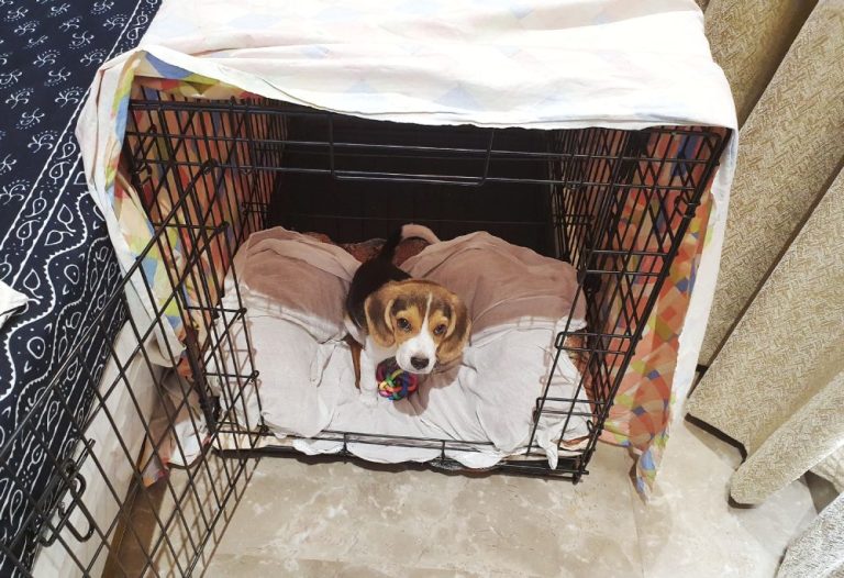 What Size Crate for Beagle