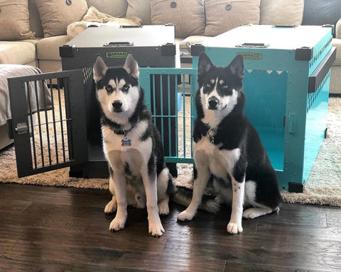 What Size Crate for a Husky