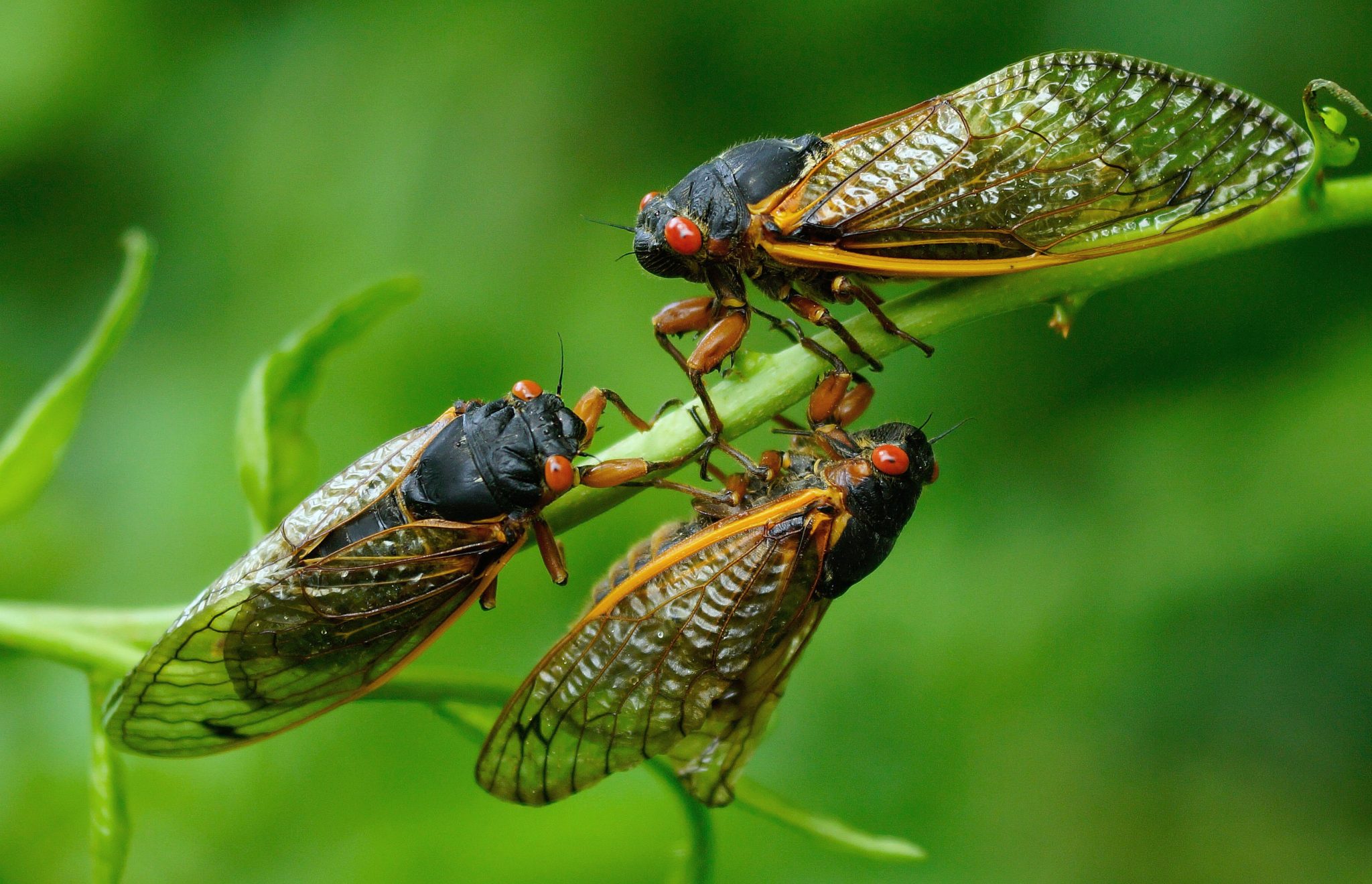 What Do Baby Cicadas Look Like Katynel