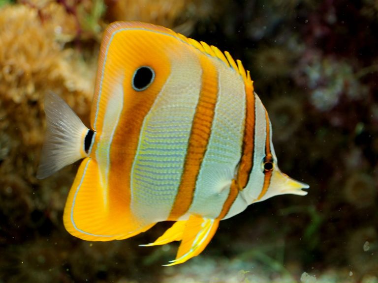 What Do Butterfly Fish Eat