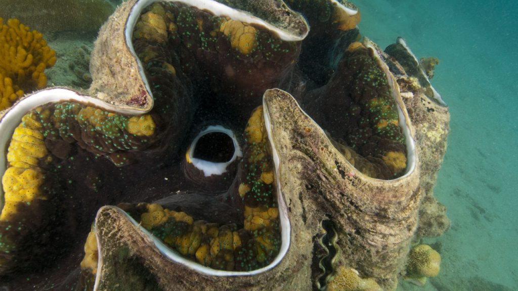 What Do Giant Clams Eat - Katynel