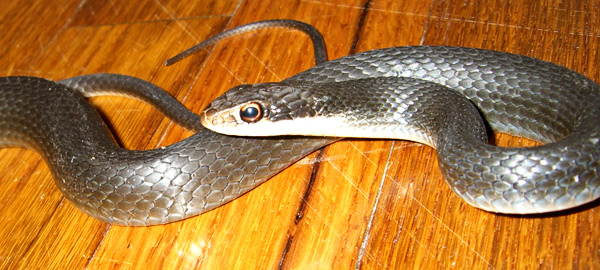 How to Get Rid of a Snake in the Attic