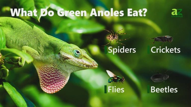 What Do Green Lizards Eat