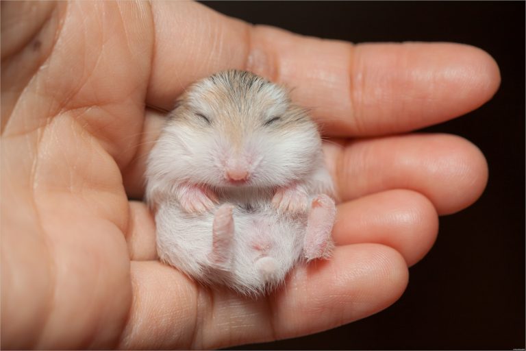 What Do Baby Hamsters Look Like