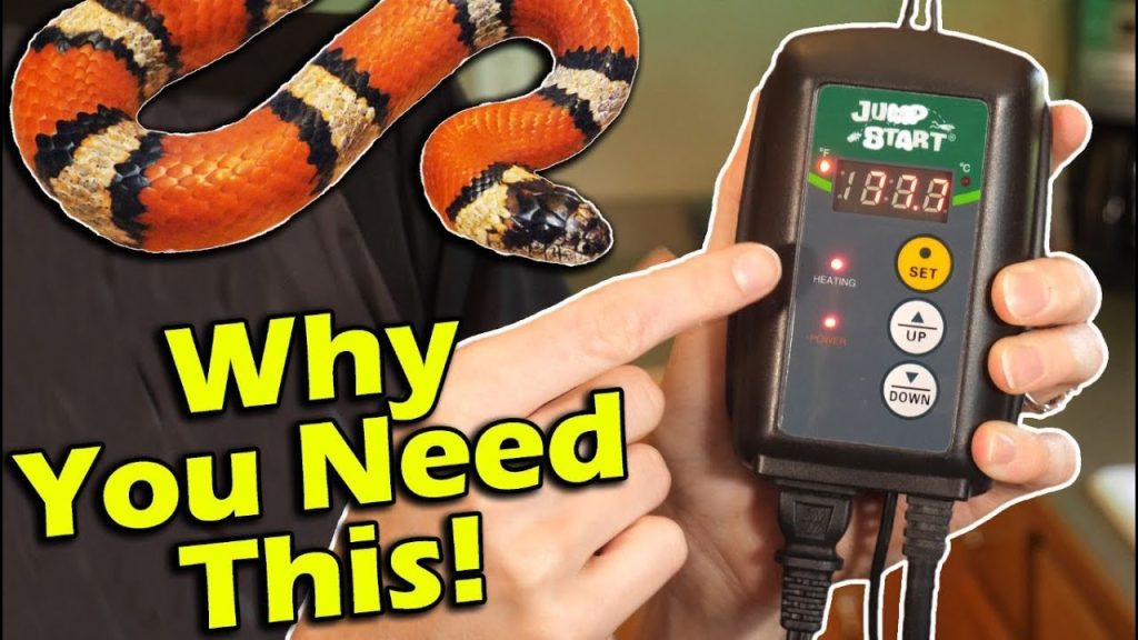 How to Use a Thermostat for Snakes Katynel