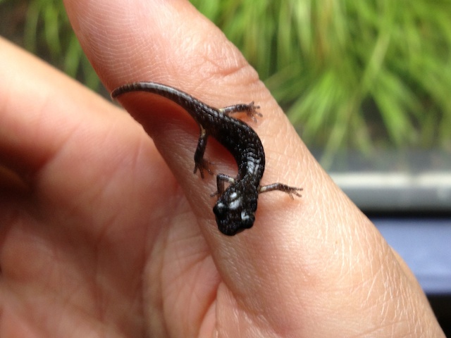What Do Baby Salamanders Look Like