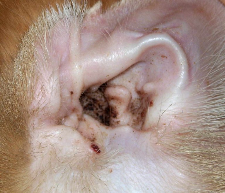 What Do Ear Mites Look Like