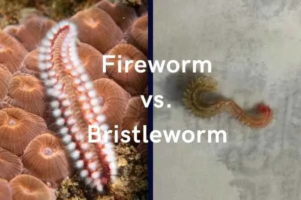 What Do Bristle Worms Eat