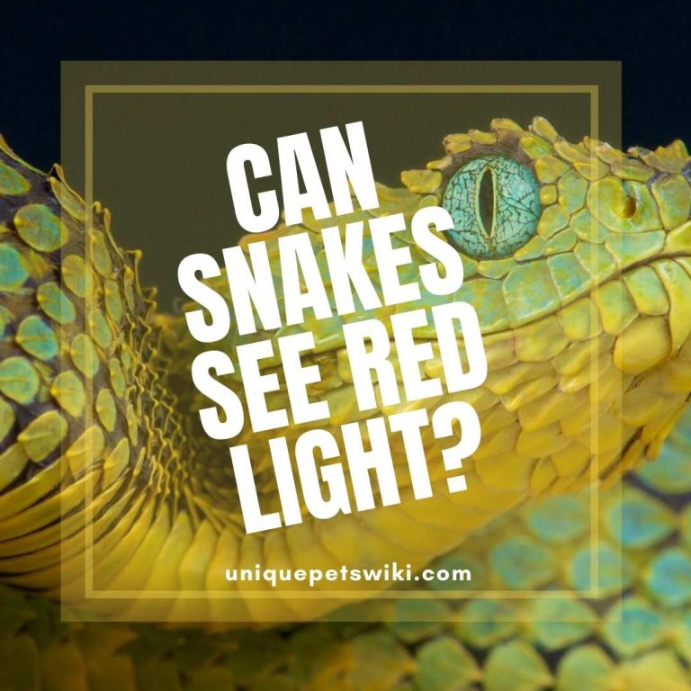 Can Snakes See Red Light