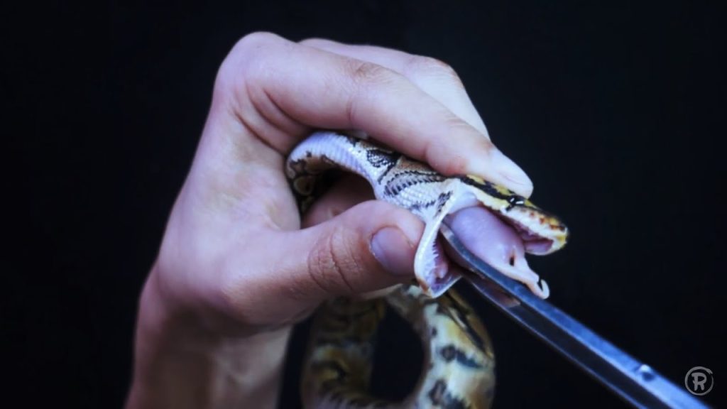 How to Force Feed a Snake - Katynel