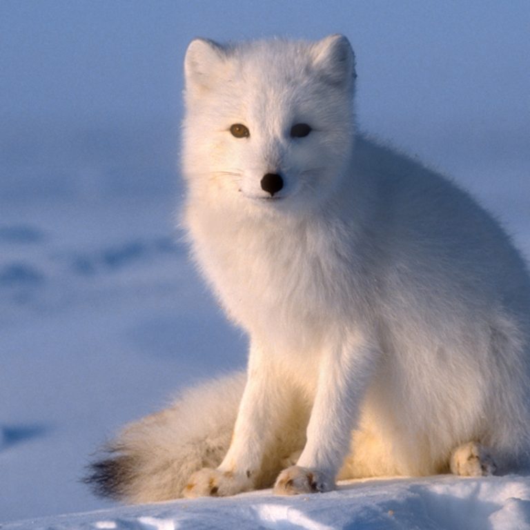 What Do Artic Foxes Look Like