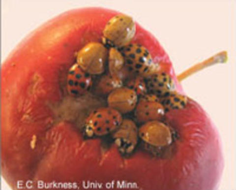 What Do Asian Lady Beetles Eat