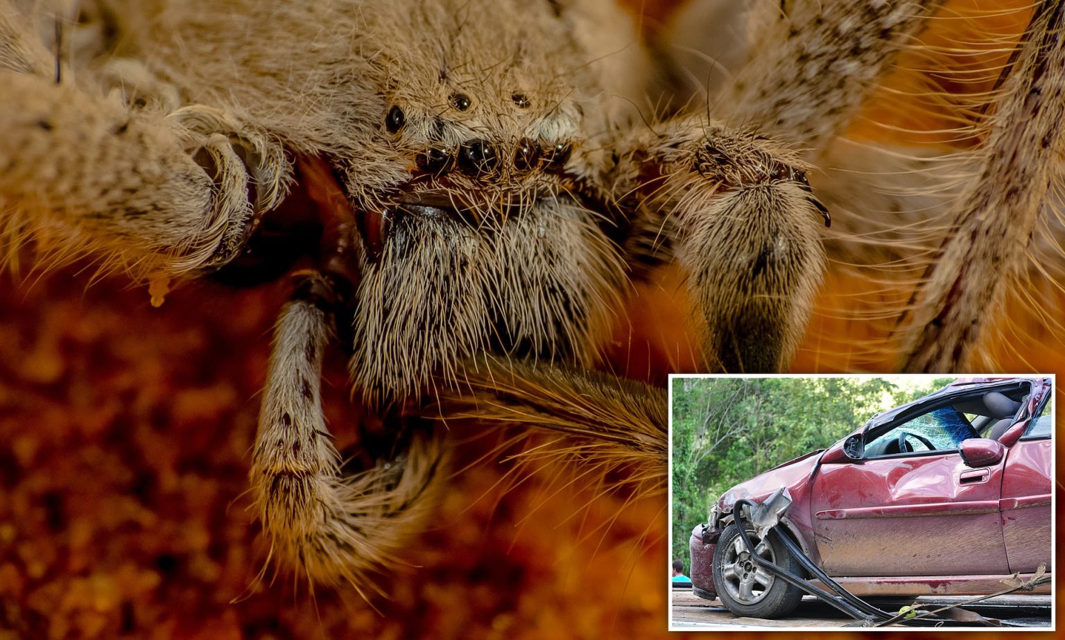 How to Get Rid of Huntsman Spiders in Your Home Katynel