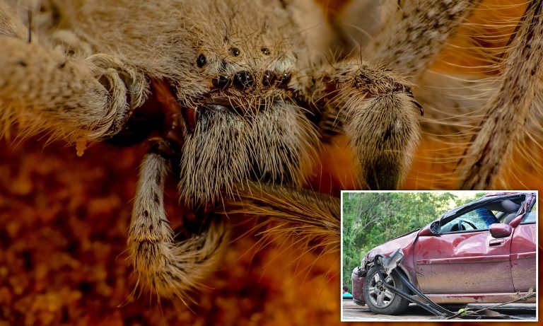 How to Get Rid of Huntsman Spiders in Your Home