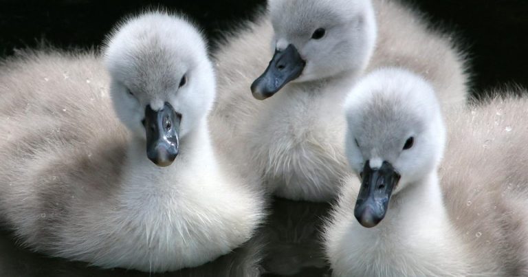 What Do Baby Swans Look Like