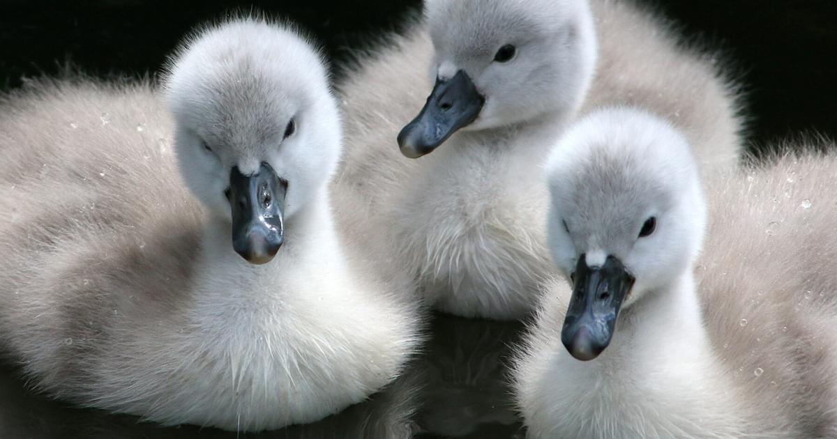 What Do Baby Swans Look Like - Katynel