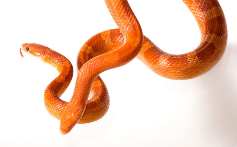 Can Corn Snakes Live Together
