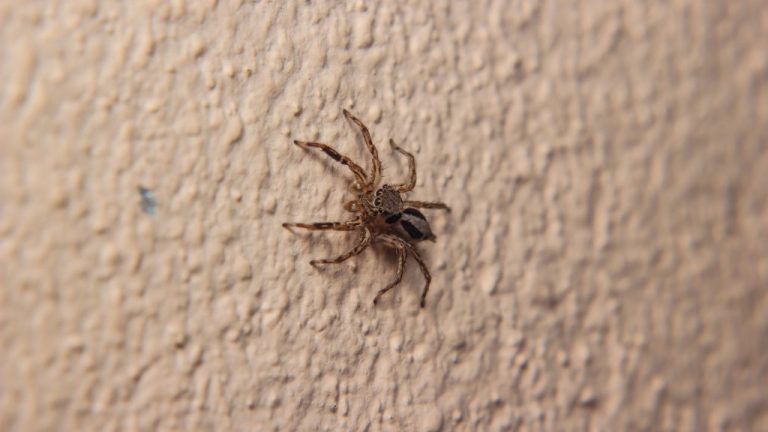 Can Windex Kill Spiders