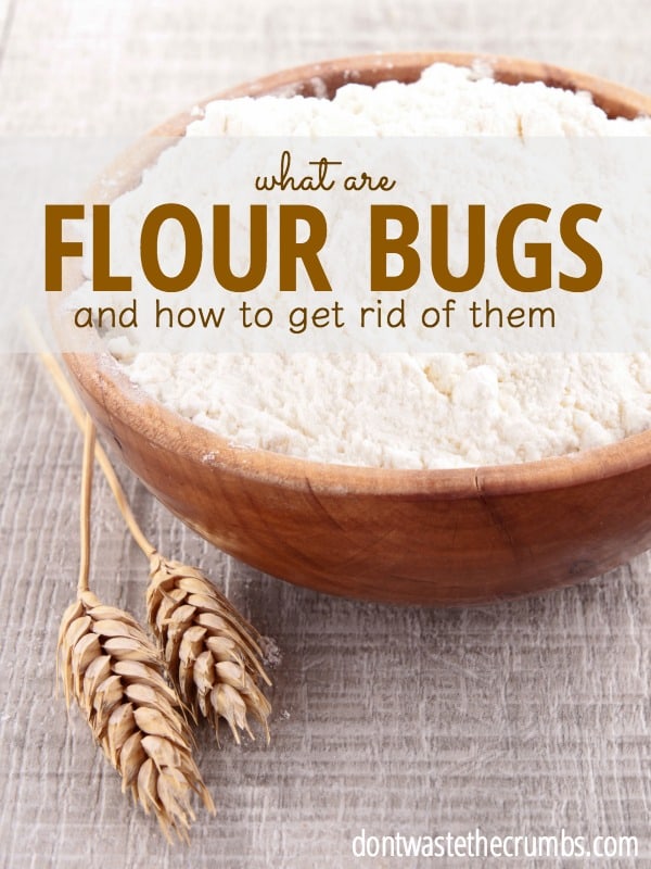 What Do Flour Bugs Look Like