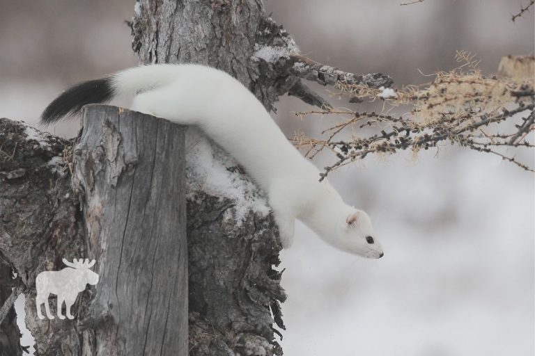 What Do Ermine Eat