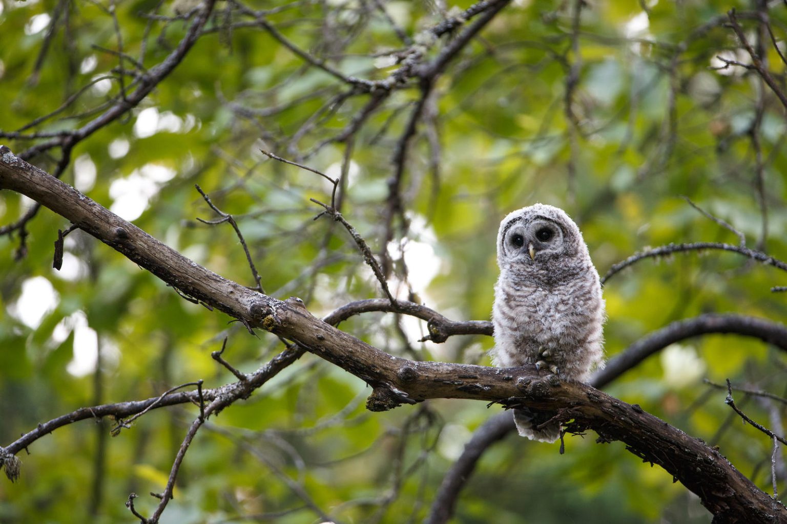 What Do Baby Owls Look Like Katynel