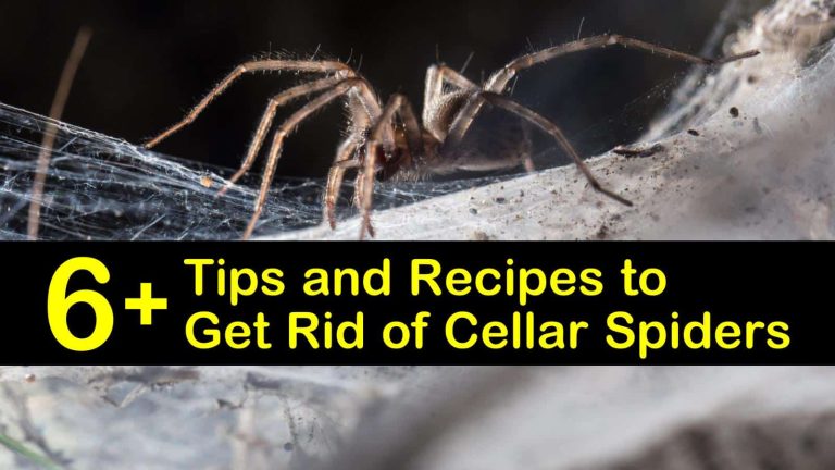 How to Get Rid of Cellar Spiders