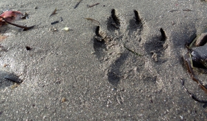 What Do Coyote Tracks Look Like