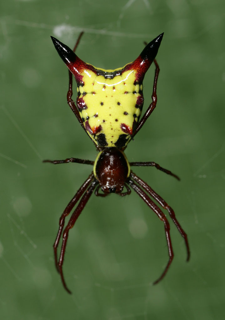 Are Arrow Shaped Micrathena Spiders Poisonous