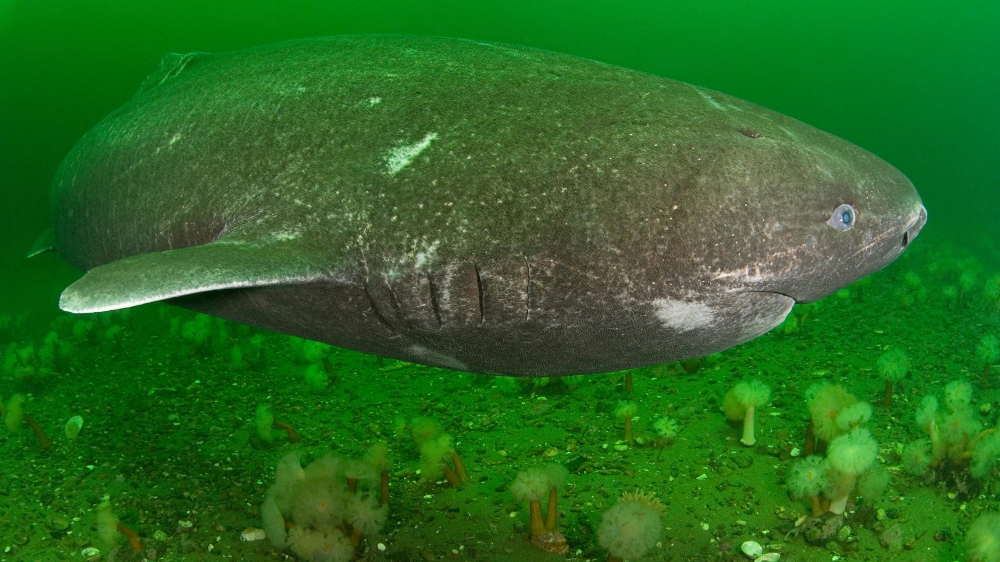 What Do Greenland Sharks Eat - Katynel