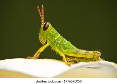 What Do Baby Grasshoppers Look Like