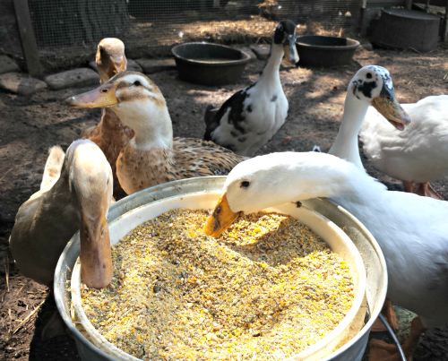 What Do Domestic Ducks Eat