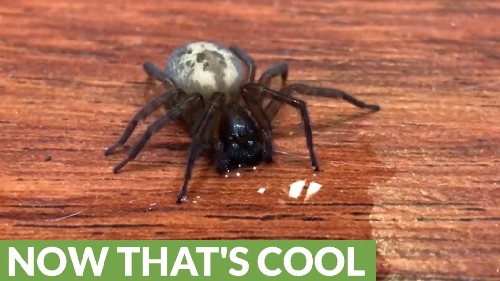 Do Spiders Need Water Katynel