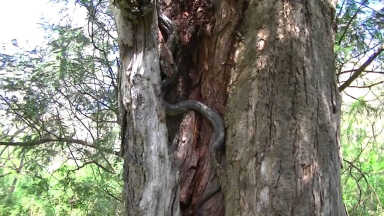 Can Tiger Snakes Climb Trees