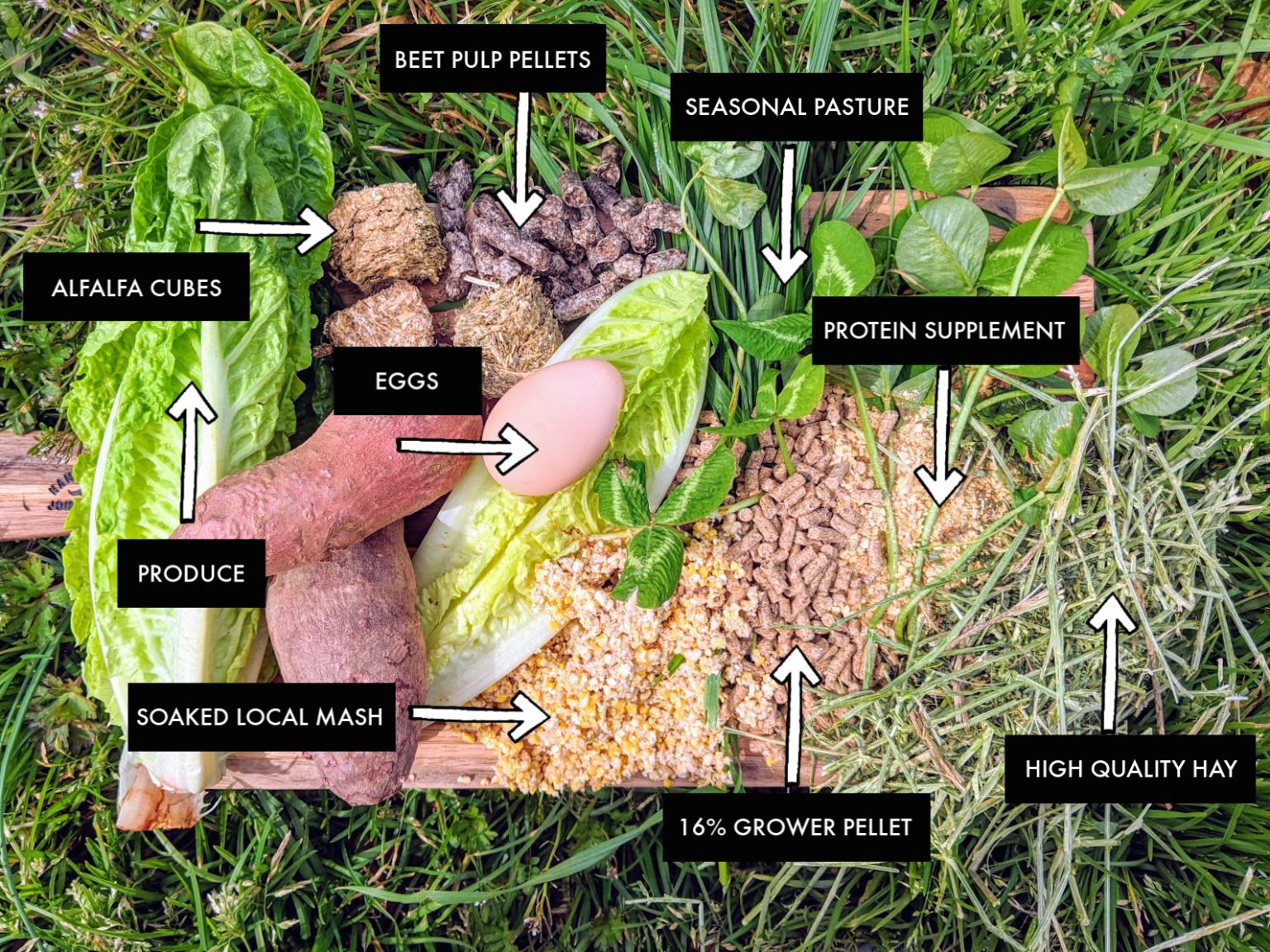 What Do Kunekune Pigs Eat Katynel What Do Kunekune Pigs Eat Katynel