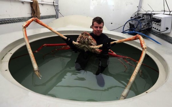 What Do Japanese Spider Crabs Eat