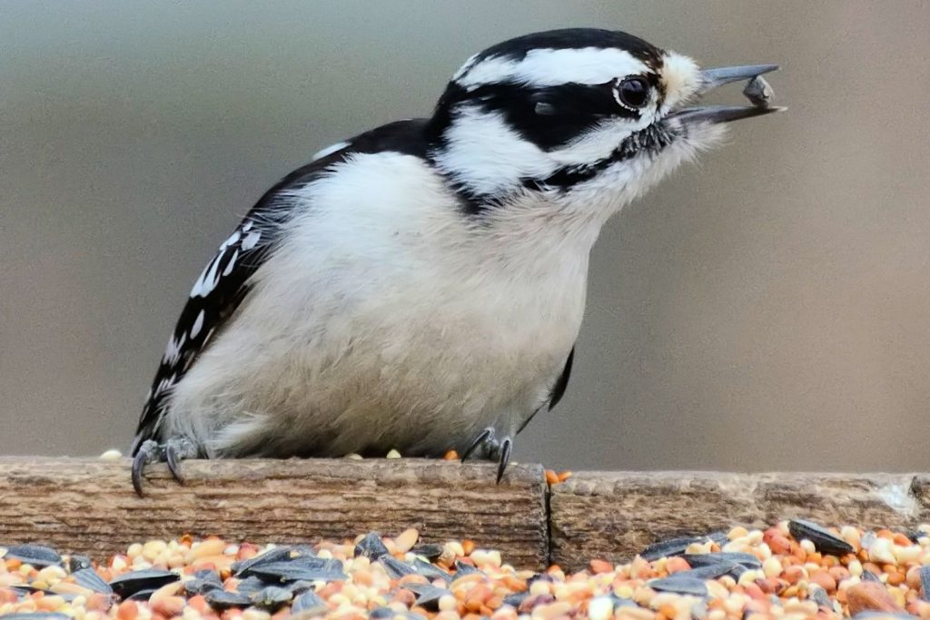 What Do Baby Woodpeckers Eat Katynel