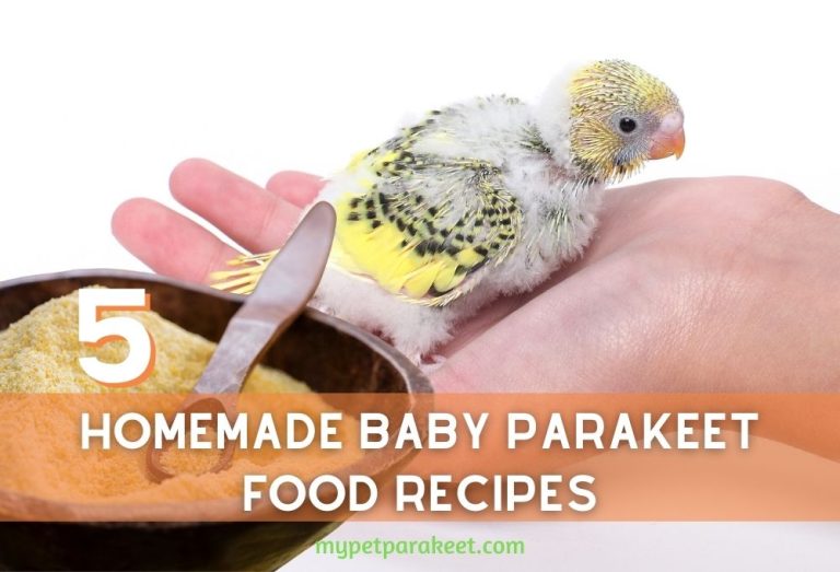 What Do Baby Parakeets Eat