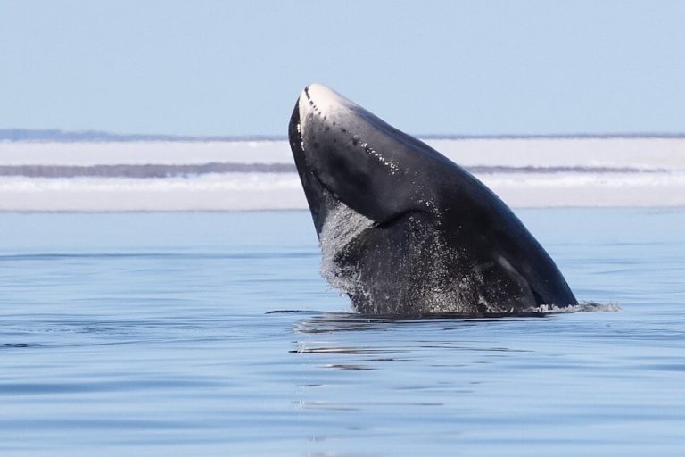 What Do Bowhead Whales Eat