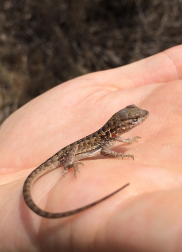 What Do Baby Lizards Look Like