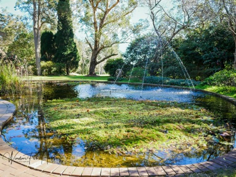 How Long to Leave a New Pond before Adding Fish
