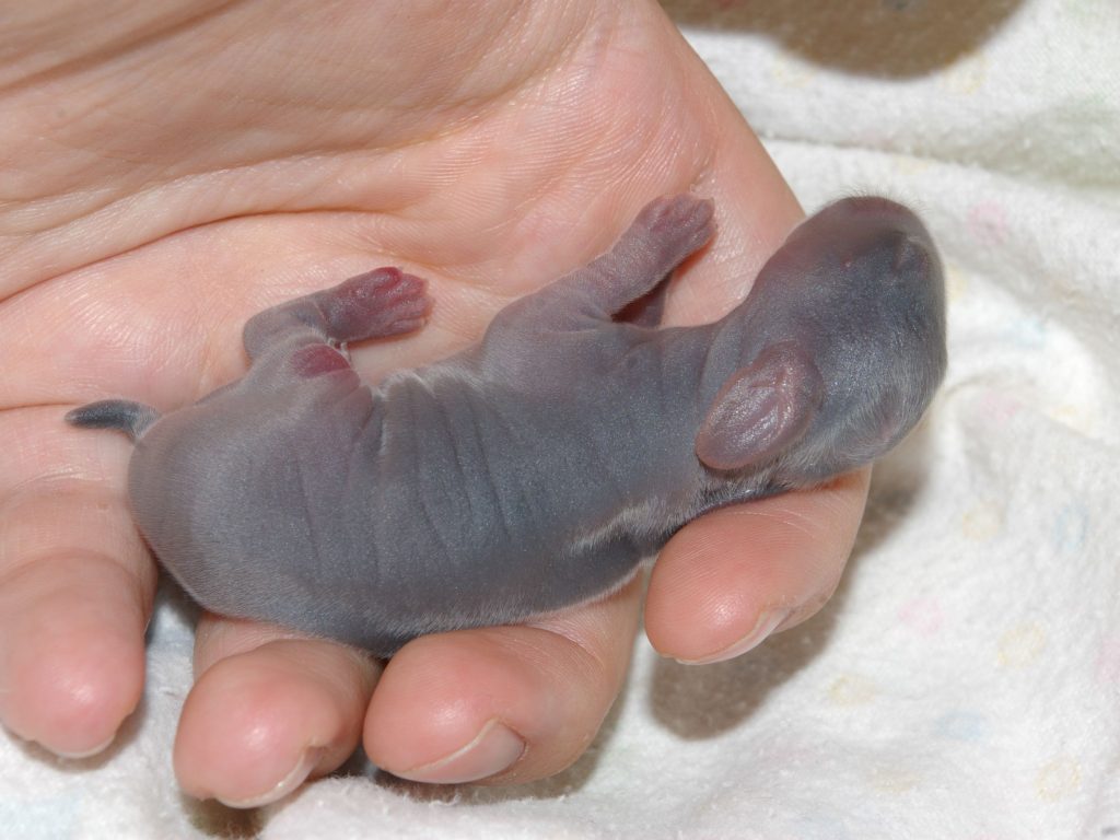What Do Baby Bunnies Look Like Katynel