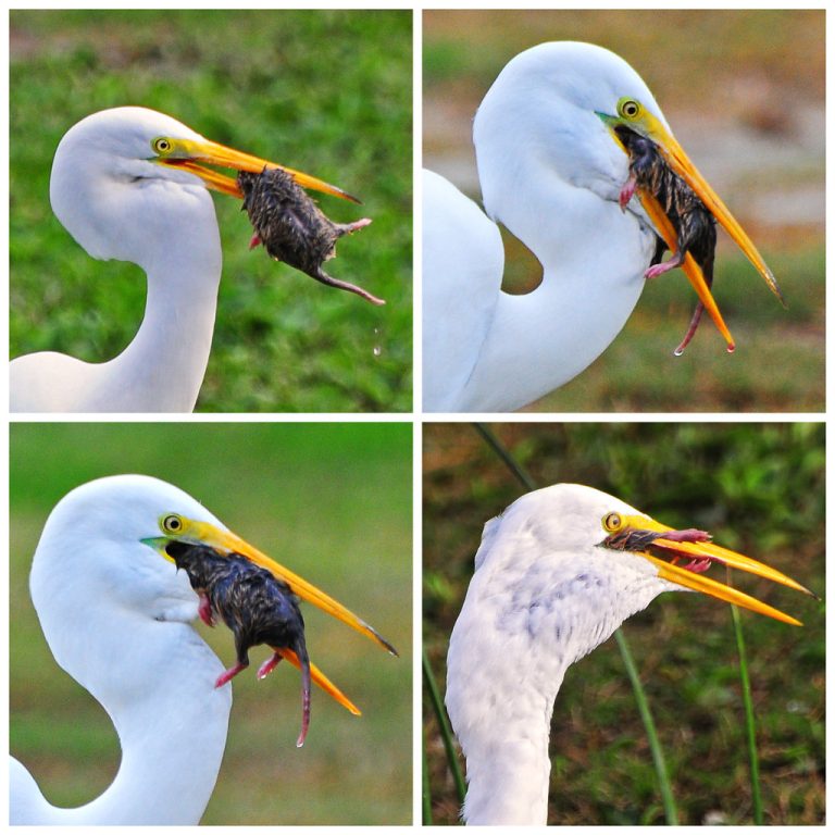 What Do Great Egrets Eat