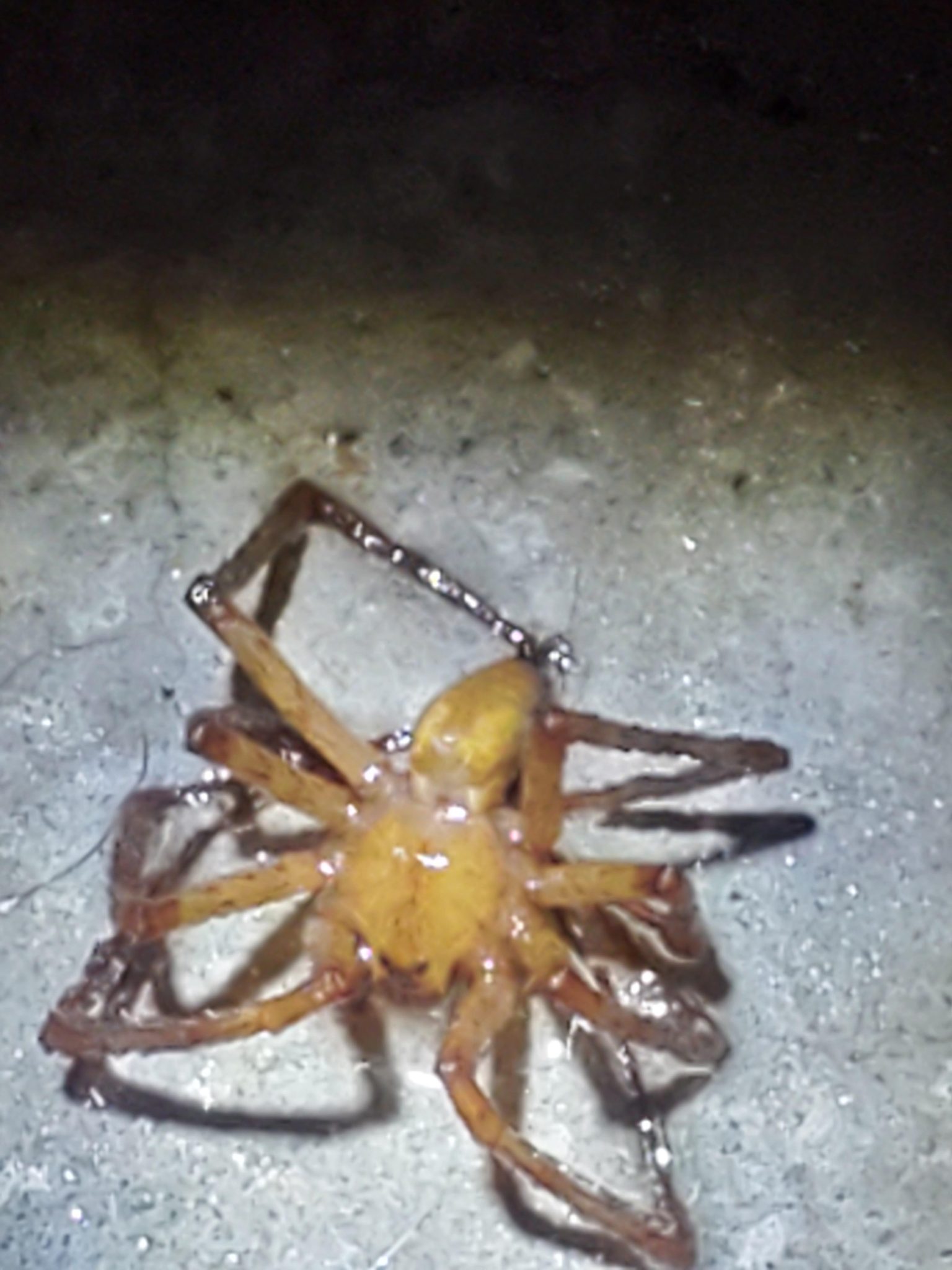 Does Alcohol Kill Spiders Katynel