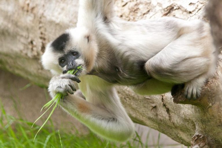 What Do Gibbons Eat