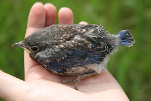 What Do Baby Bluebirds Look Like