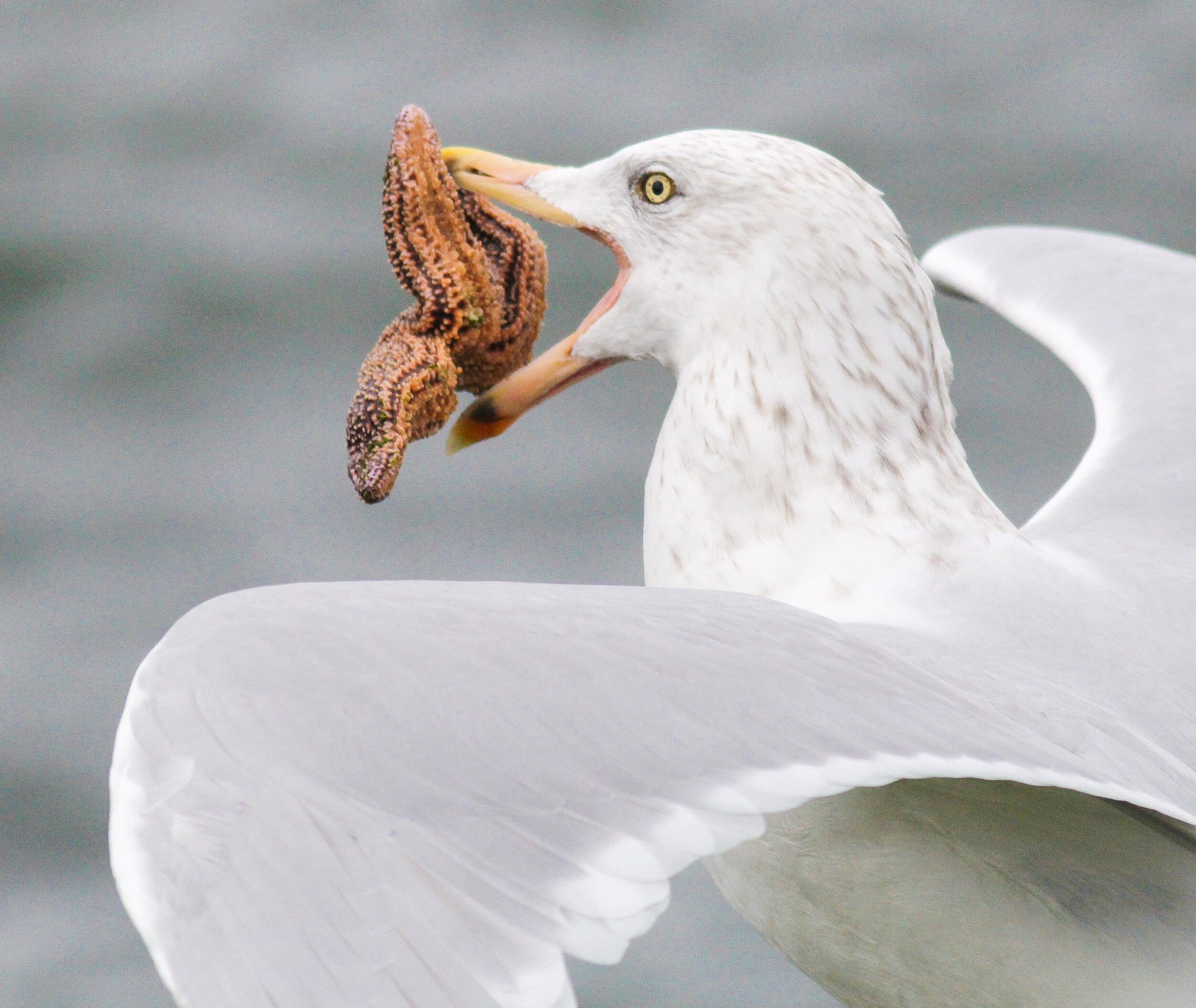 What Do Gulls Eat Katynel