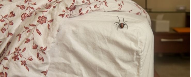 How to Keep Spiders Out of Your Bed