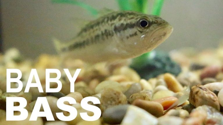 What Do Baby Bass Look Like